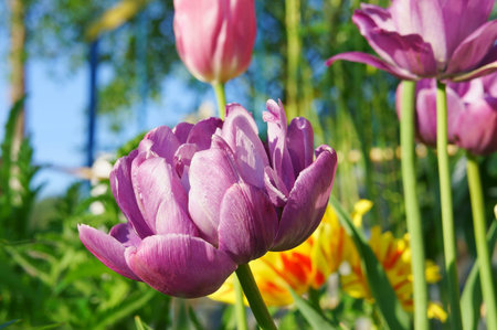 Flower purple tulip  Blue Diamond 