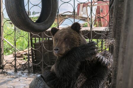 A brown bear cub (Ursus arctos) sits in a cage on automobile tires.の写真素材