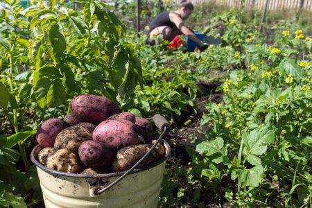 Enamelled bucket stands filled with red and white potatoes among green potato tops, at harvest time.の写真素材