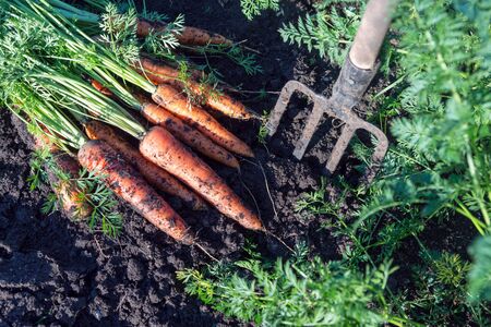 Carrots dug with garden fork lies on a garden bed in a vegetable garden.の写真素材