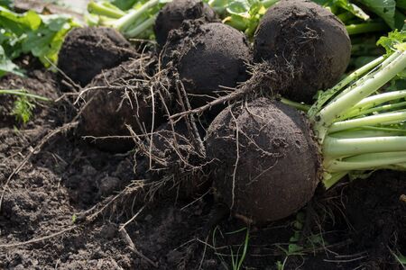Black sowing radish (lat. Raphanus sativus) lies on a bed with tops.の写真素材