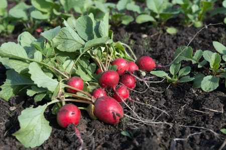 Fresh small radish lies on the garden bed in the garden just picked.