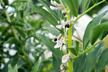 Flowering vegetable plant Russian black beans in the garden in the summer.