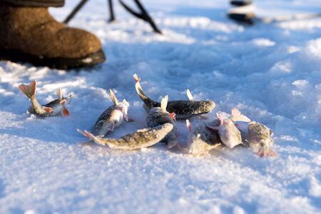 Fresh perch catch lies near the hole for catching fish, on the surface of a snow-covered lake.の写真素材
