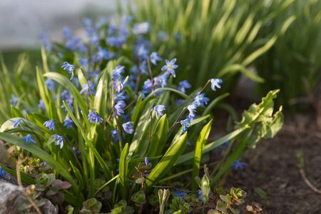 Perennial, herbaceous, bulbous plant Siberian Scilla (Latin Scilla siberica) blooms in early spring.の写真素材