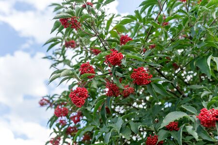 Elderberry red tree (Sambucus racemosa) with ripe red berries against the sky.の写真素材