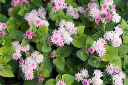 Top view of the lush bushes of pink Ageratum Gauston, or Mexican Ageratum (lat. Ageratum houstonianum).の写真素材