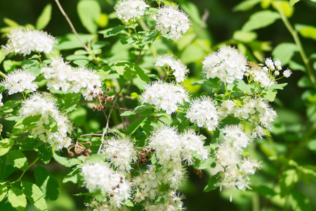 Blossoming bush of wild white spiraea (Spiraea chamaedryfolia) in the forest.