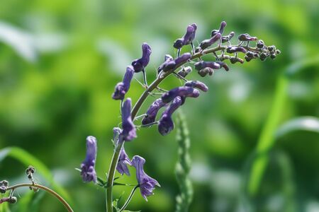 Blooming inflorescence of extremely poisonous  of wild monkshood plant (Aconite exelsum - A. septentrionale Koelle) on a green background.の写真素材