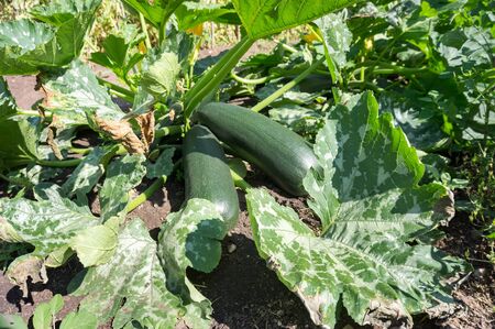 A bush with large ripened zucchini fruits grows in the garden in summer.の写真素材