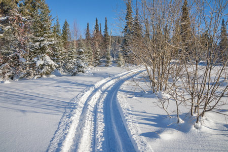 The deep trail of the snow scooter in the snow leads to the snow-covered trees in the winter forest.の写真素材