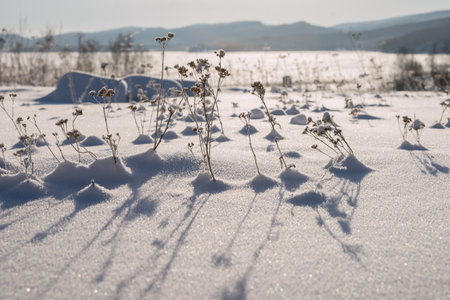 Dry grass grows on the shore of a frozen lake covered with snow in the foothills of the Kuznetsk Alatau.の写真素材