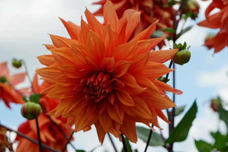 Flower of Dahlia Color Spectable on the background of the sky in the summer garden.の写真素材