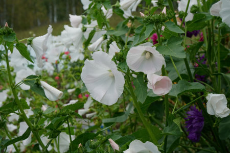 Lush White Lavatera 'Mont Blanc' (lat. Lavatera trimestris) after rain in the garden in summer.の写真素材