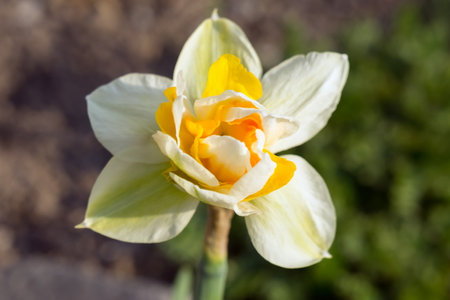 Early bulbous flower of decorative hybrid of Narcissus  in the garden on a spring sunny day.の写真素材