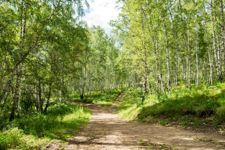 A country road goes through the birches forest on a summer sunny day.の写真素材