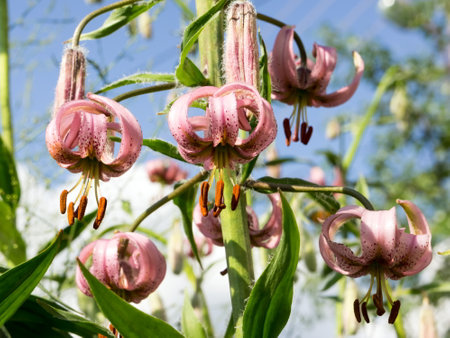 A wild perennial herb of Curly Lily (Latin LÃ­lium mÃ¡rtagon) blooms against a blue sky on a sunny summer day.の写真素材