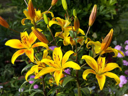 Hybrid of yellow lily Firebird bloom in the front garden on a sunny summer day.の写真素材