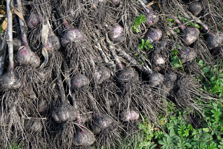 Pile of Garlic (lat. Ãllium satÃ­vum), just pulled out of the ground, lie in the garden during the harvest.の写真素材