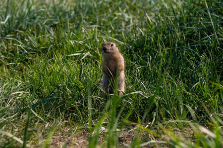 Small rodent gopher, of squirrel family, stands like a post on its hind legs, among green grass in the natural habitat of wild nature in summer.の写真素材