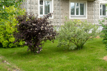 Ornamental shrubs grow and bloom on the mowed lawn in front of a residential building on a summer...