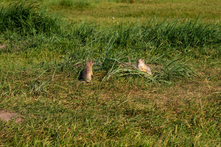 Two small rodents, squirrel ground squirrels, in a clearing among green grass in their natural habitat in summer.の写真素材