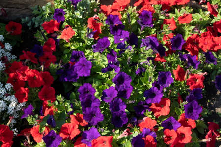 Background from red and blue numerous flowers of hybrid petunia on a summer sunny day.の写真素材