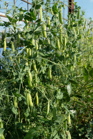 Edible podded pea winding with a lush leaf tendril on a garden on a sunny summer day during the...