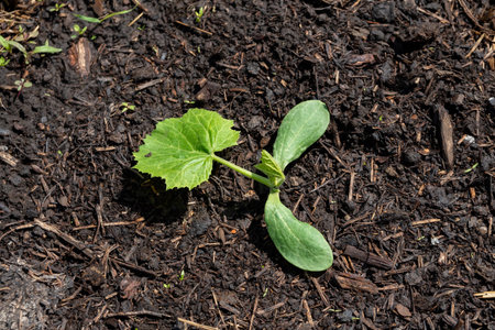 Cotyledonous leaves and the first leaf of a sprouting melon in the garden in spring.