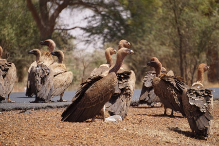 Vultures waiting for prey, Senegal