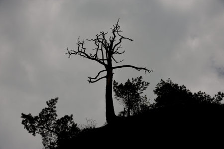 Dry tree on the rock