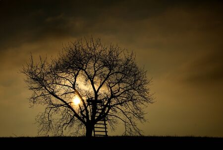 tree silhouette by sunriseの写真素材