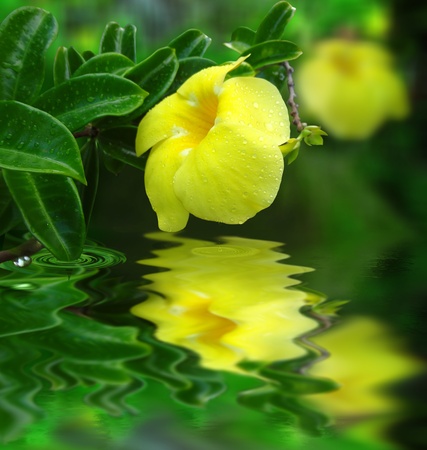   Yellow alamanda flower water reflexion                              の写真素材