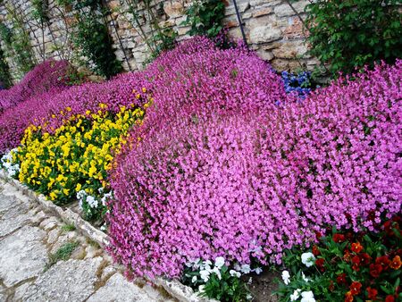  Beautiful colored spring garden                                  の写真素材