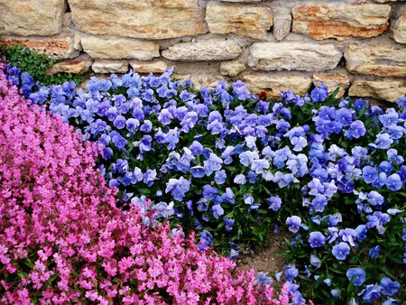  Background of spring flowers  Botanic Garden in Balchik, Bulgaria                               の写真素材
