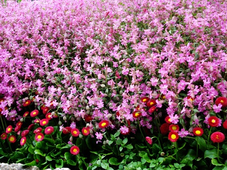  Beautiful spring pink flowers                               の写真素材