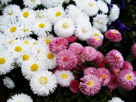 White and pink garden flowers                               の写真素材