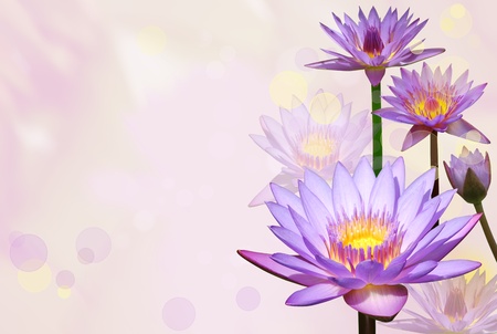Water lilies flowers and bokeh effect background の写真素材