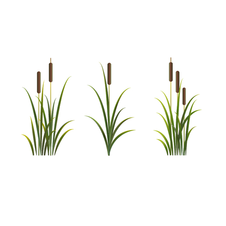 Reeds vector isolated set. Rush on white backgroundのイラスト素材