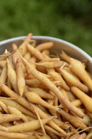 Fingerroot (Boesenbergia rotunda (L.) Mansf. A.)の写真素材