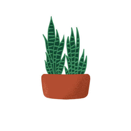 Sansevieria growing in pot. Mother-in-law or devil tongue. Green houseplant with fleshy leaves in flowerpot. Indoor succulent. Colored flat vector illustration of snake plant isolated on white.のイラスト素材