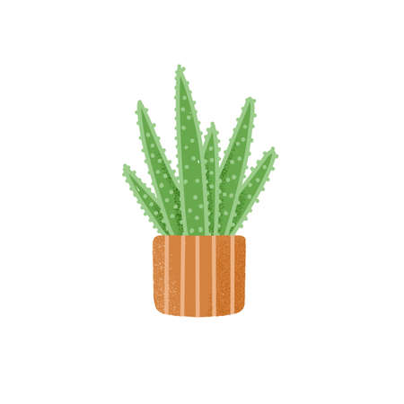 Green succulent rosette growing in clay pot. Fleshy leaves of Aloe vera in flowerpot. Interior house plant. Flat vector illustration of natural houseplant isolated on white background.のイラスト素材