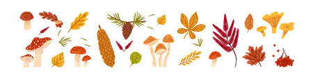 Dry autumn leaf set. Fall leaves of different forest trees and plants, rowan and mushrooms. Modern botanical collection. Flat textured vector illustration of herbarium isolated on white backgroundのイラスト素材