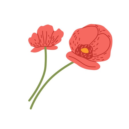 Red poppy flowers. Blossomed papaver composition. Blooms of cut floral plant. Pretty gentle summer buds with petals and stalks. Colored flat vector illustration isolated on white backgroundのイラスト素材