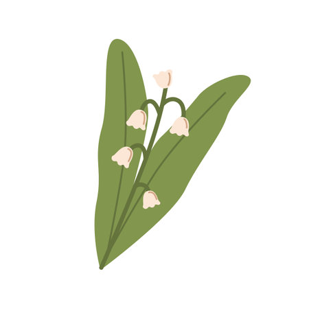 Lily of the valley, spring flower with blooming bell-shaped buds. Woodland floral plant Muguet. May convallaria with leaves. Colored flat vector illustration isolated on white backgroundのイラスト素材