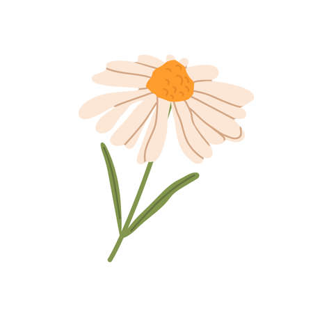 Chamomile, wild meadow flower with leaf. Blossomed camomile, field floral plant. Pretty gentle blooming wildflower. Beautiful flora. Colored flat vector illustration isolated on white backgroundの写真素材