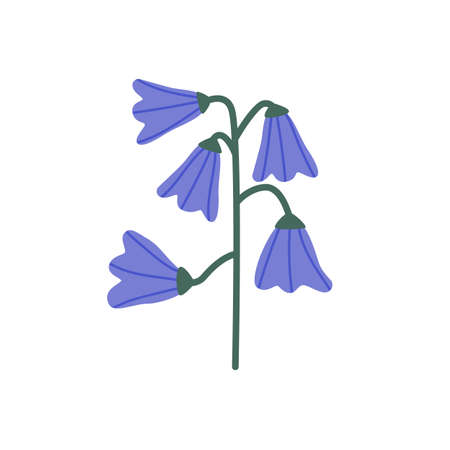 Bellflowers, spring floral plant. Blooming blossomed bell flowers. Delicate Wild Campanula buds. Flat vector illustration of wildflower isolated on white backgroundのイラスト素材