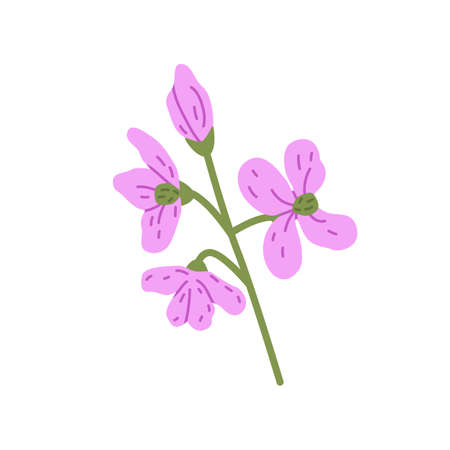 Cuckoo flower. Wild floral plant. Delicate blooming wildflower. Gentle Lady s smock. Beautiful mayflower. Botanical flat vector illustration isolated on white backgroundのイラスト素材