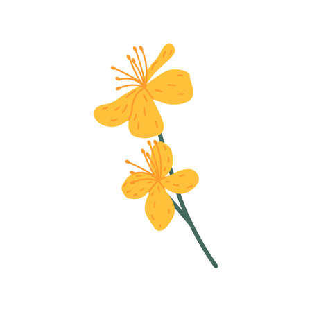 Wild flowers of celandines herb. Floral herbal plant with delicate pretty blooms and stamens. Blossomed wildflower. Botanical flat vector illustration of field flora isolated on white backgroundのイラスト素材