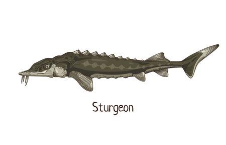 Sturgeon, vintage drawing. Realistic sea fish, Atlantic ocean animal species in retro style. Hand-drawn detailed vector illustration isolated on white backgroundのイラスト素材